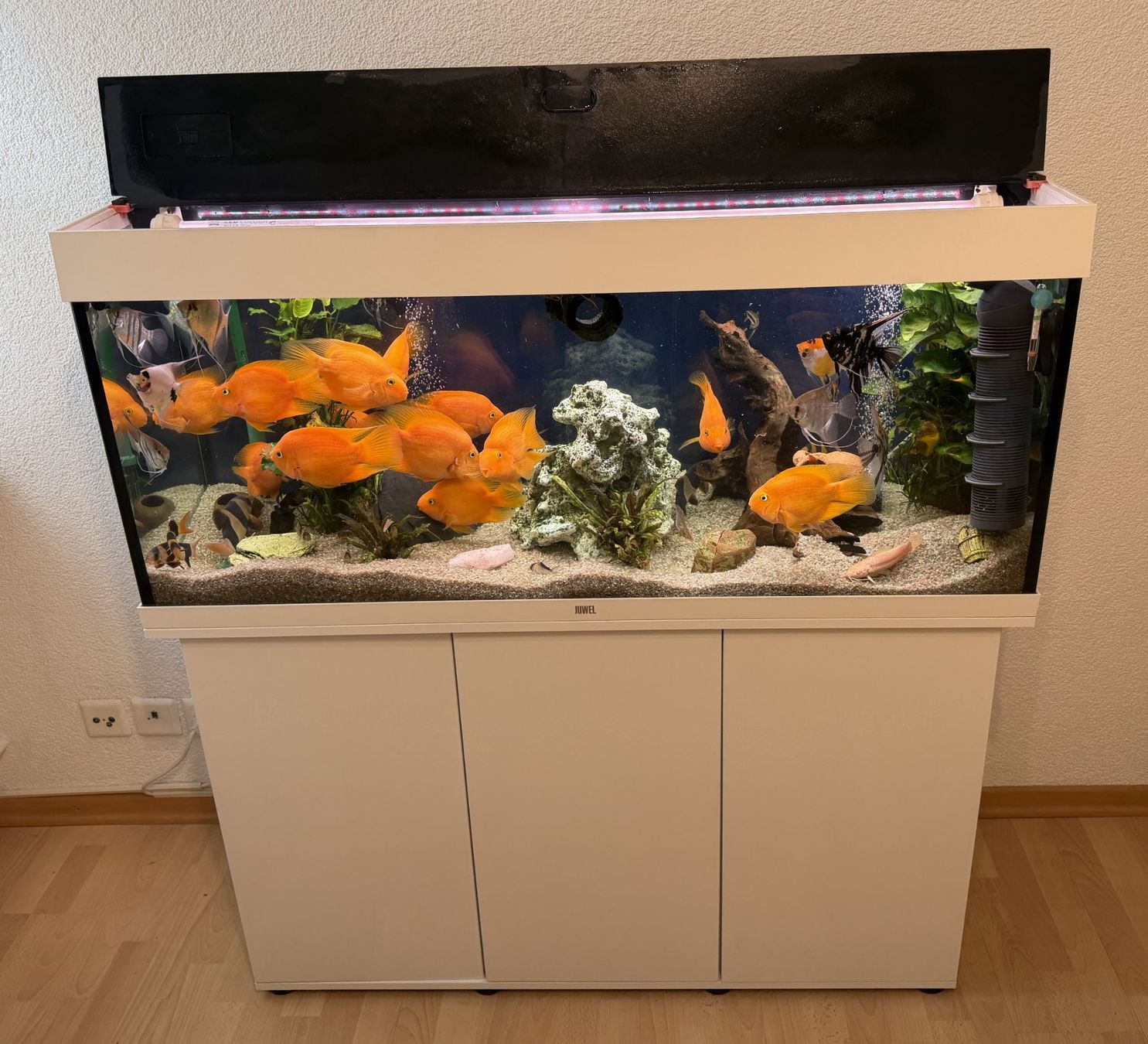 Juwel Aquarium: Juwel Rio 240 LED Kombination, weiß ... – Gebraucht aus Chur von Papageibarsch77 1