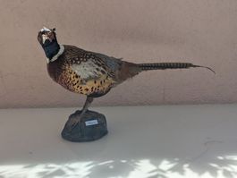 Faisan de Colchide empaillé / Taxidermie sur socle imitation