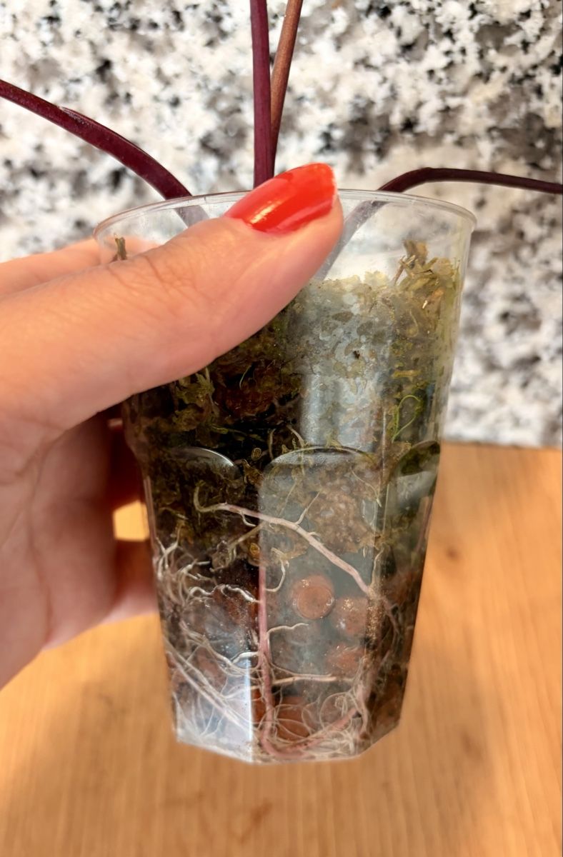 Pflanzen & Samen: Alocasia Black Stem Albo – Neu (gemäss Beschreibung) aus Kaiseraugst von dka_b97z 3