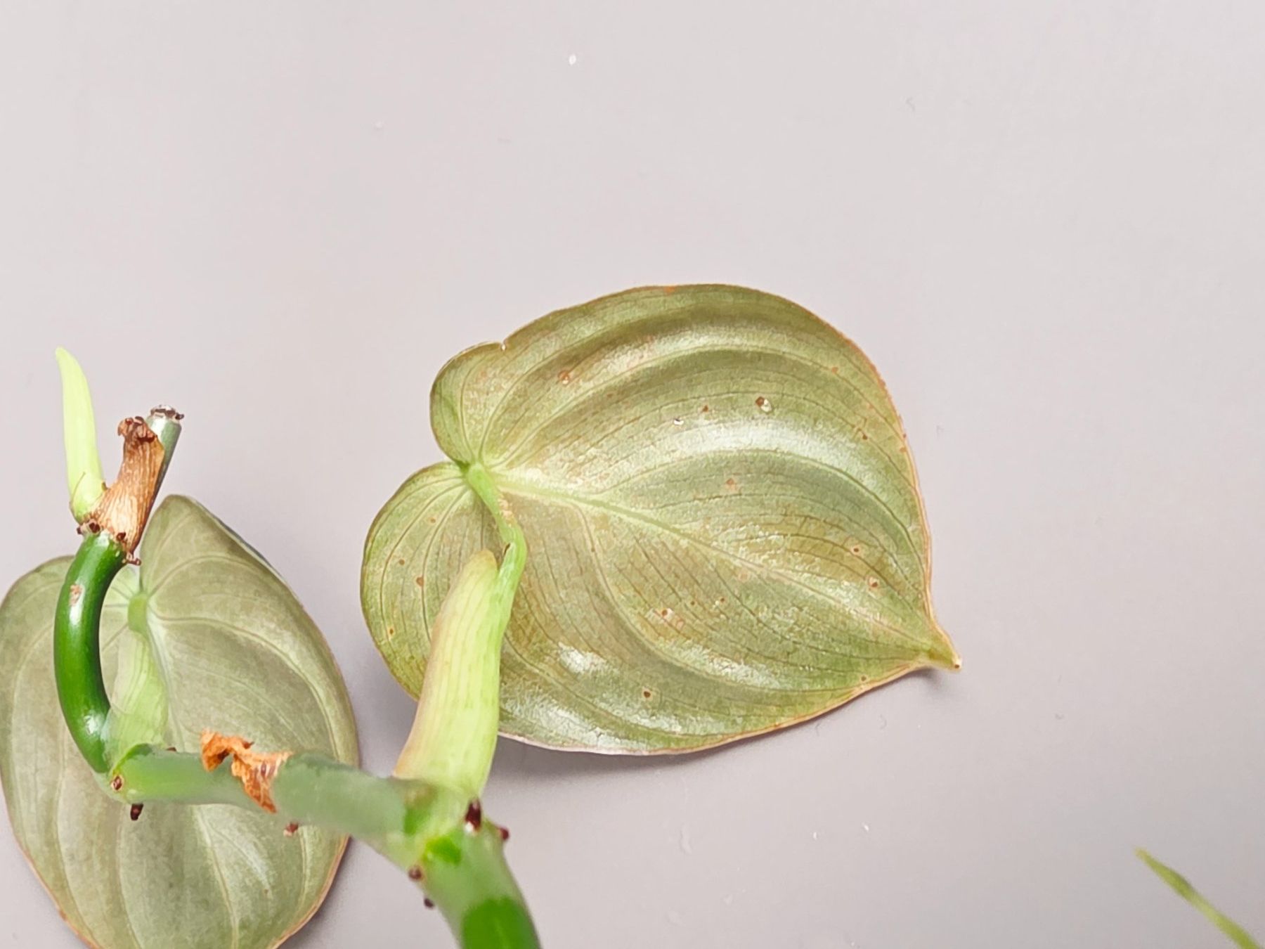 Piante & sementi: Philodendron melanochrysum Steckling – Nuovo (secondo la descrizione) da Gerolfingen venduto da Azora 2