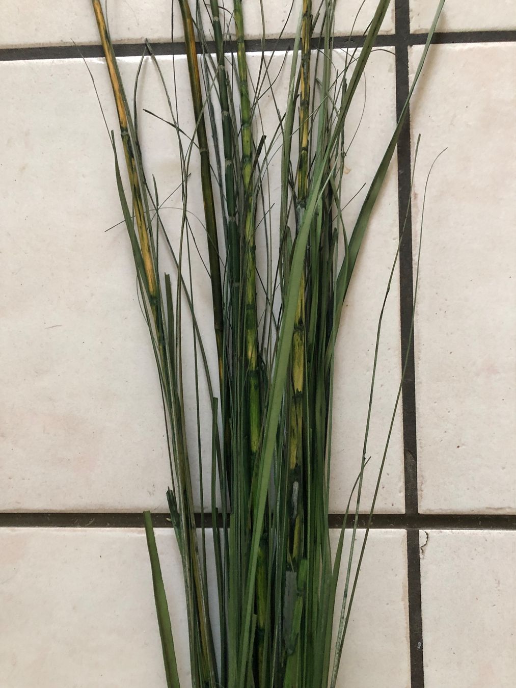 Tutte le decorazioni: Schilfgras-Bund, Dekoration, Basteln, Herbstdeko. – Usato da Arlesheim venduto da leyRum4.5 2