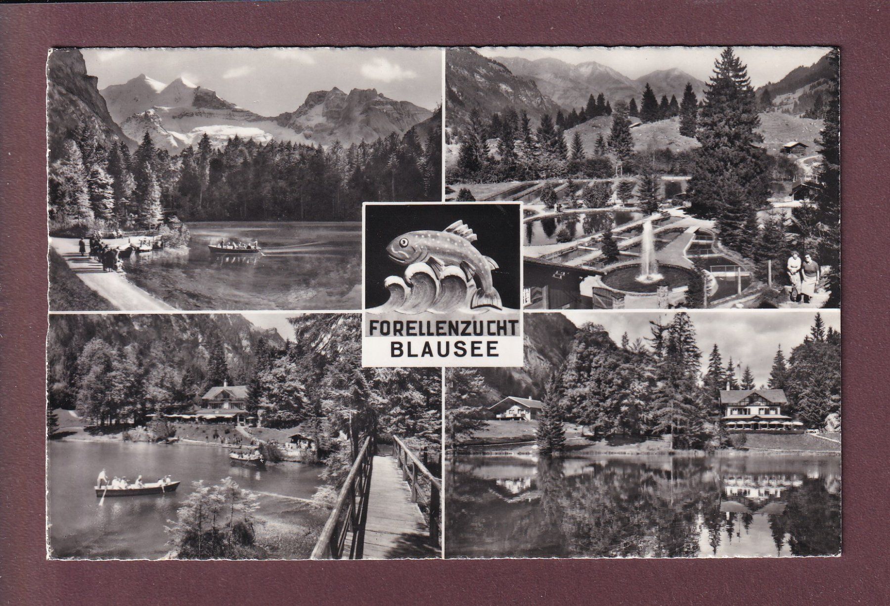 Cartes postales: BLAUSEE - Forellenzucht - 4 Bilder - 1966 – D'occasion à Pully par nicecards