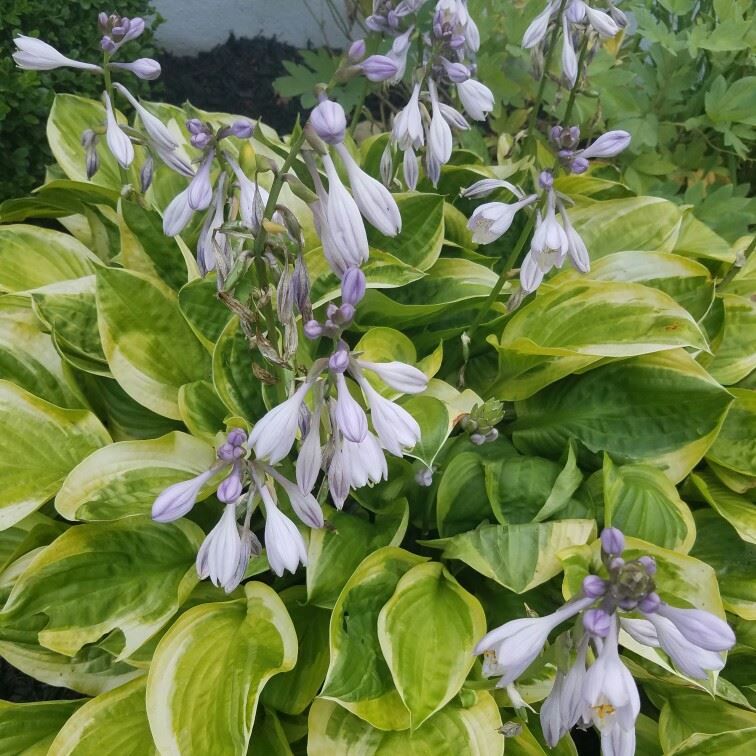 Piante & sementi: Hosta 'Carnival' 2 PLANTS – Nuovo (secondo la descrizione) da Bremblens venduto da FIBONACCI369 2