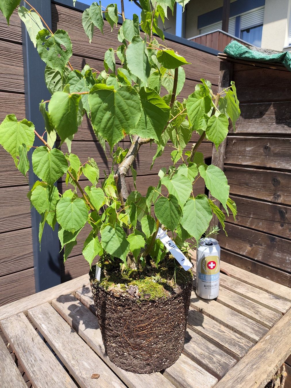 Piante & sementi: Bonsai Rohmaterial Winterlinde #1 – Usato da Oberwil BL venduto da suaku 5