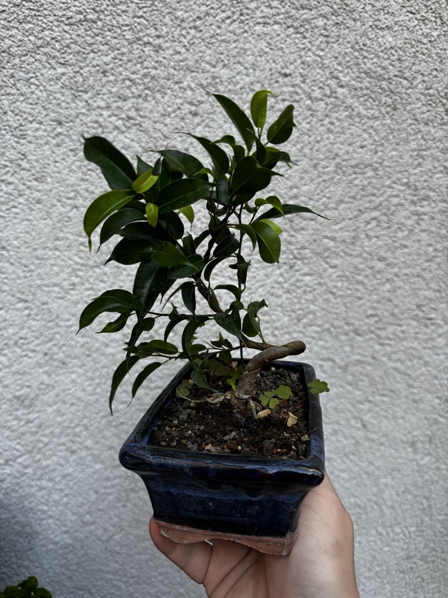 Piante & sementi: Kleiner Ficus Bonsai – Usato da Rümlang venduto da Gruseh.ch 3