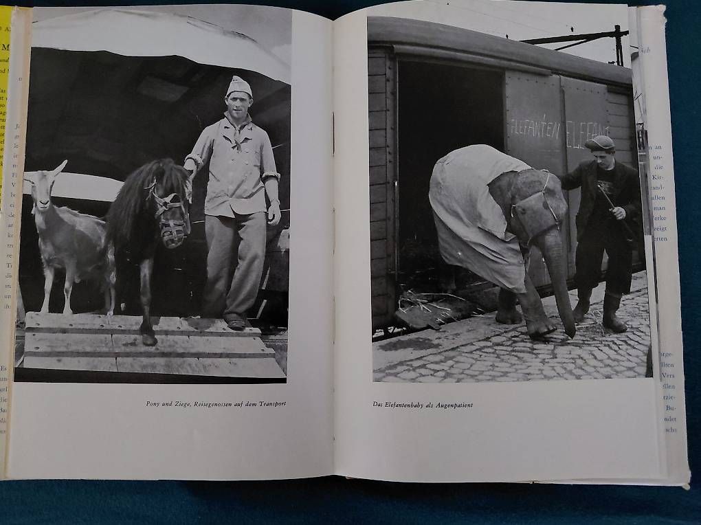 Bücher: Zirkus Knie von Jo Wiedmer. – Gebraucht aus Zollikerberg von Inhal 3