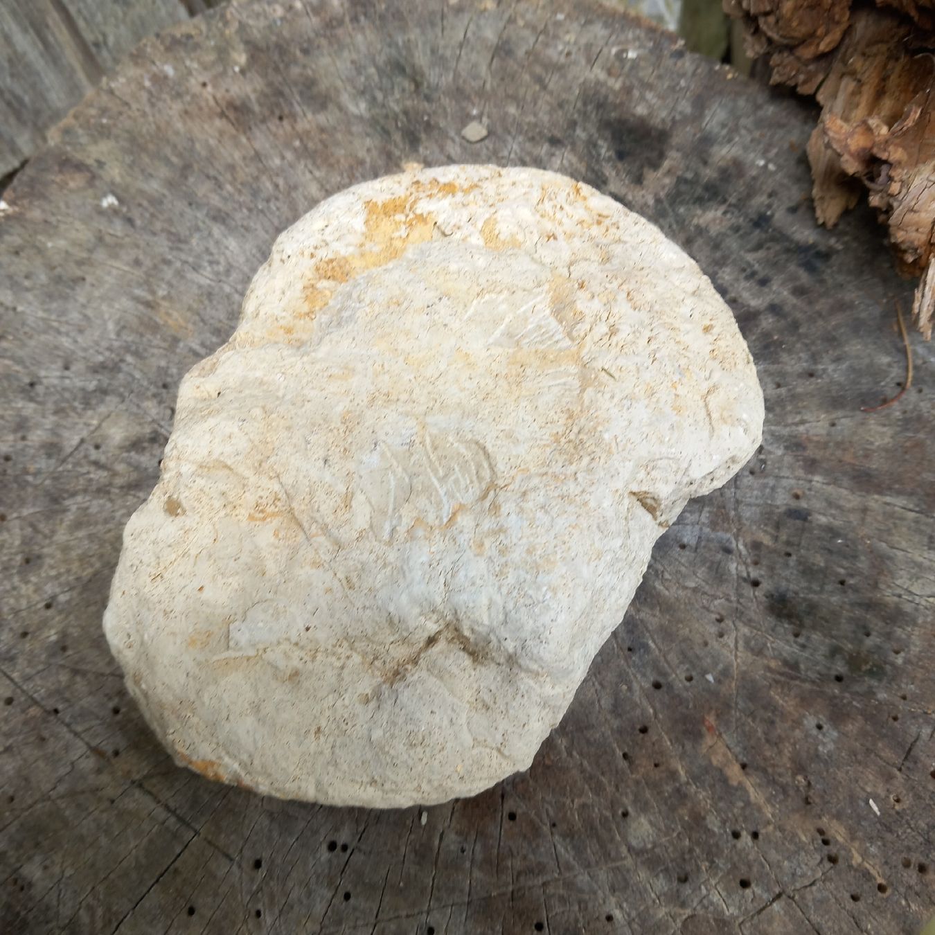 Fossiles: Fossil Stein – D'occasion à Ebnat-Kappel par blazzi 3