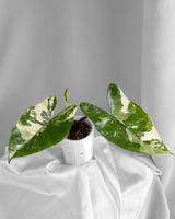 Alocasia Macrorrhiza Black Stem Albo Variegata