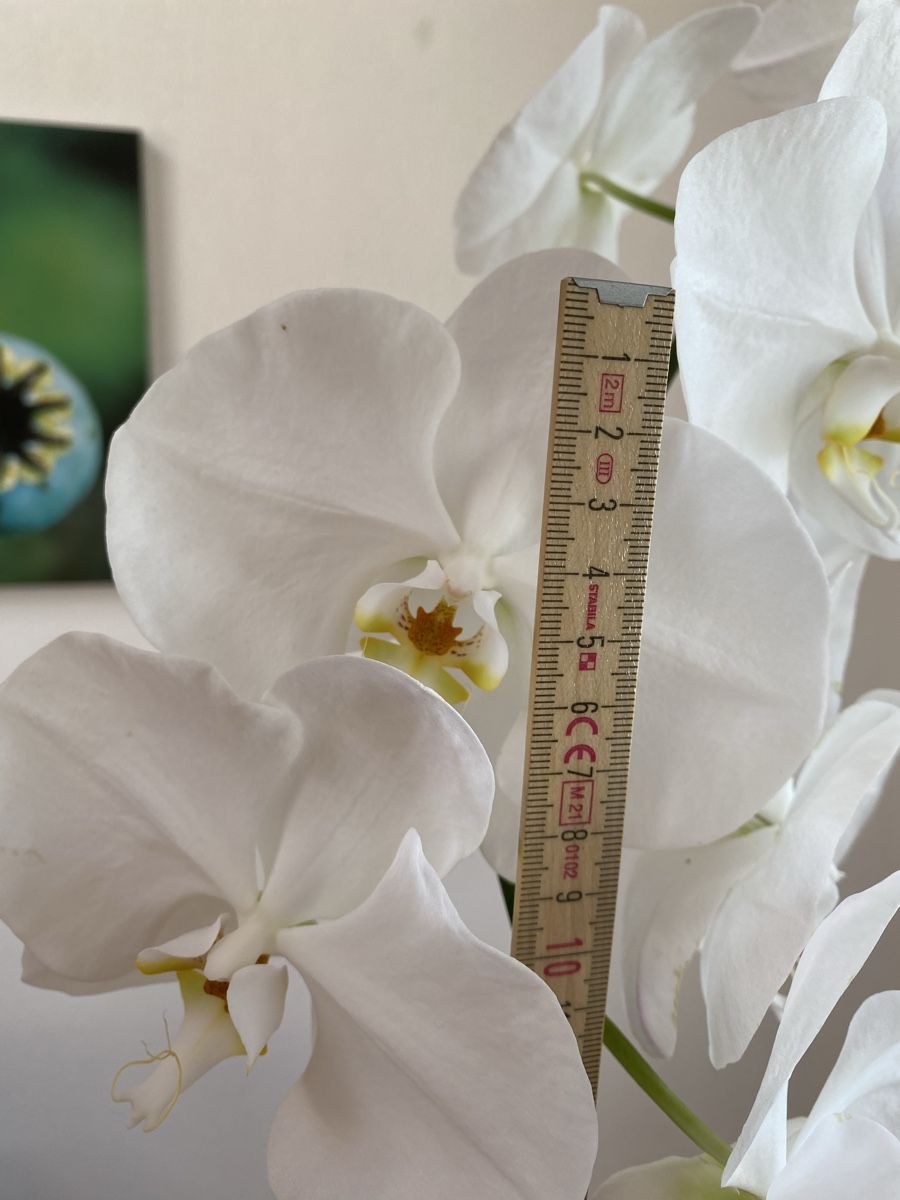 Piante & sementi: Grosse Orchidee Phalaenopsis weiss, 76 cm – Usato da Buochs venduto da H16 3