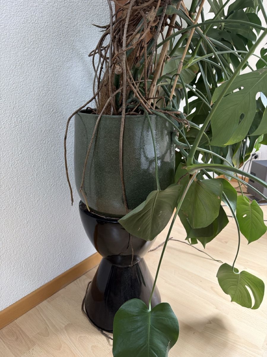 Pflanzen & Samen: Grosse monstera  – Gebraucht aus Zürich von yum_ms7c 2