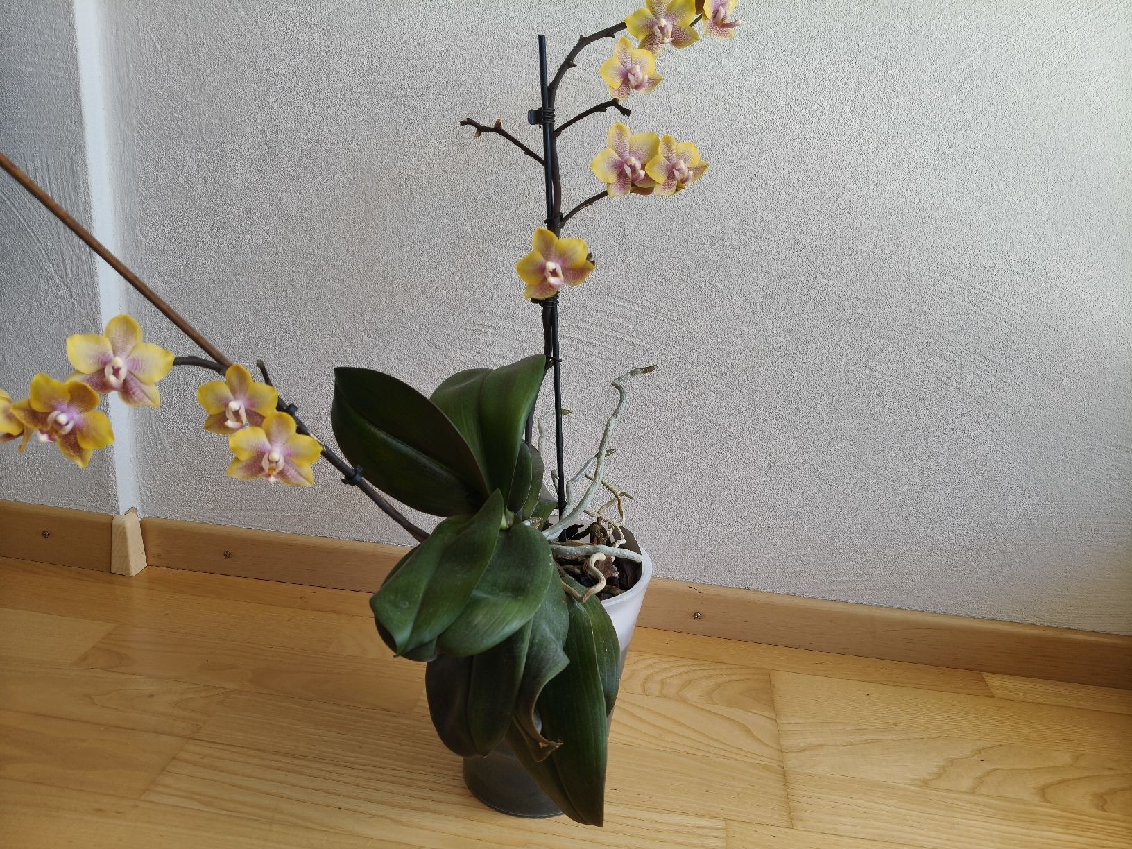 Piante & sementi: Phalaenopsis Sogo Lawrence  – Usato da Chamoson venduto da Yuriyaa 1