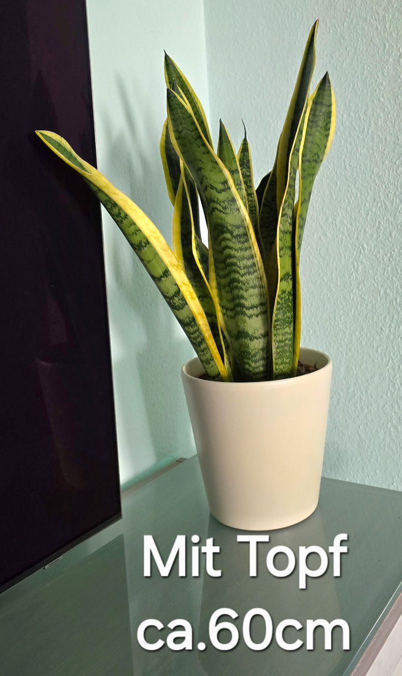 Piante & sementi: Sansevieria, Bogenhanf Zimmerpflanze mit Topf – Nuovo (secondo la descrizione) da Aarburg venduto da Glitzerschein