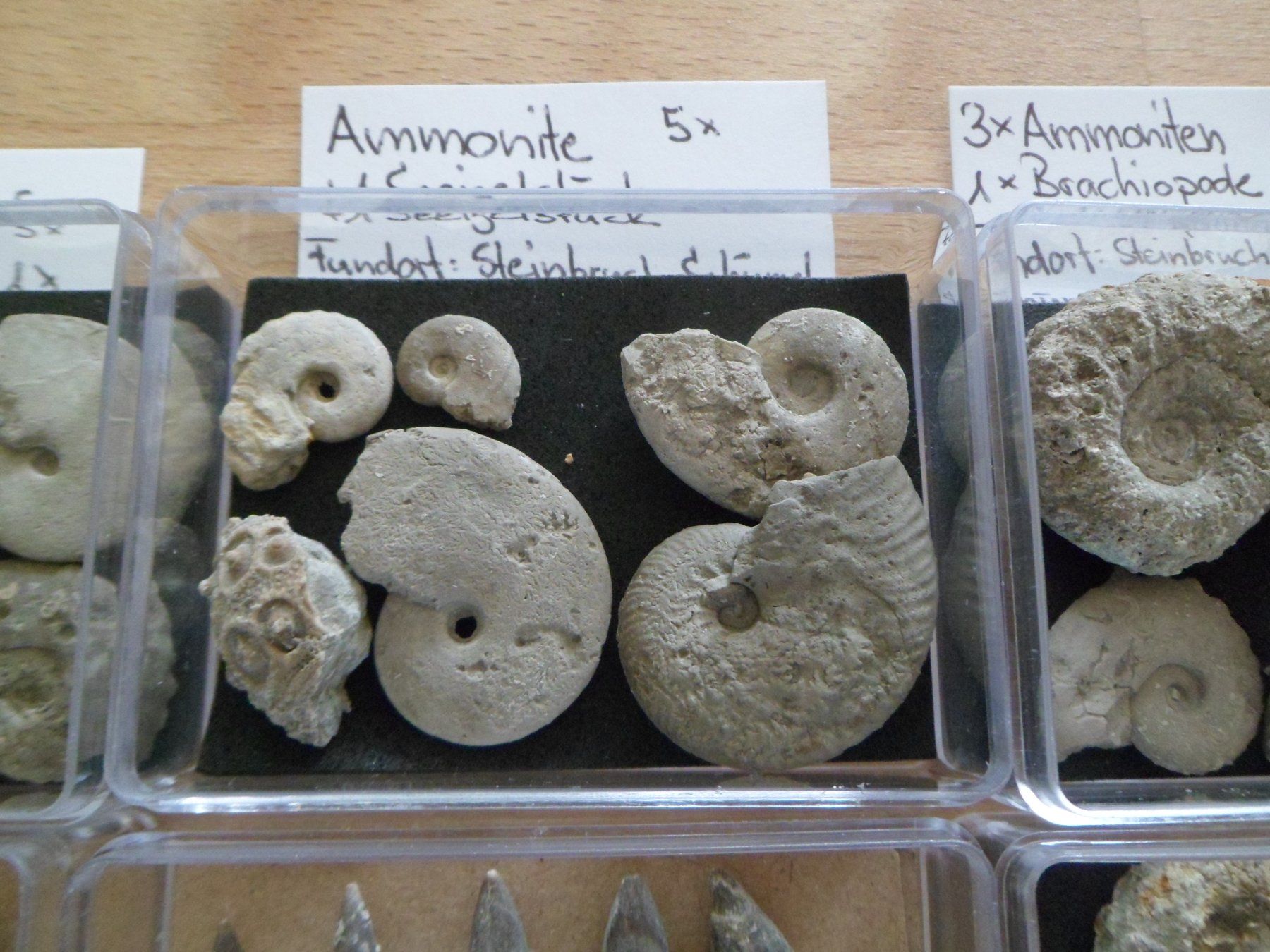 Fossiles: Fossilien Sammlung in 8 Böxli Schweiz – D'occasion à Affoltern am Albis par Fossil60 2