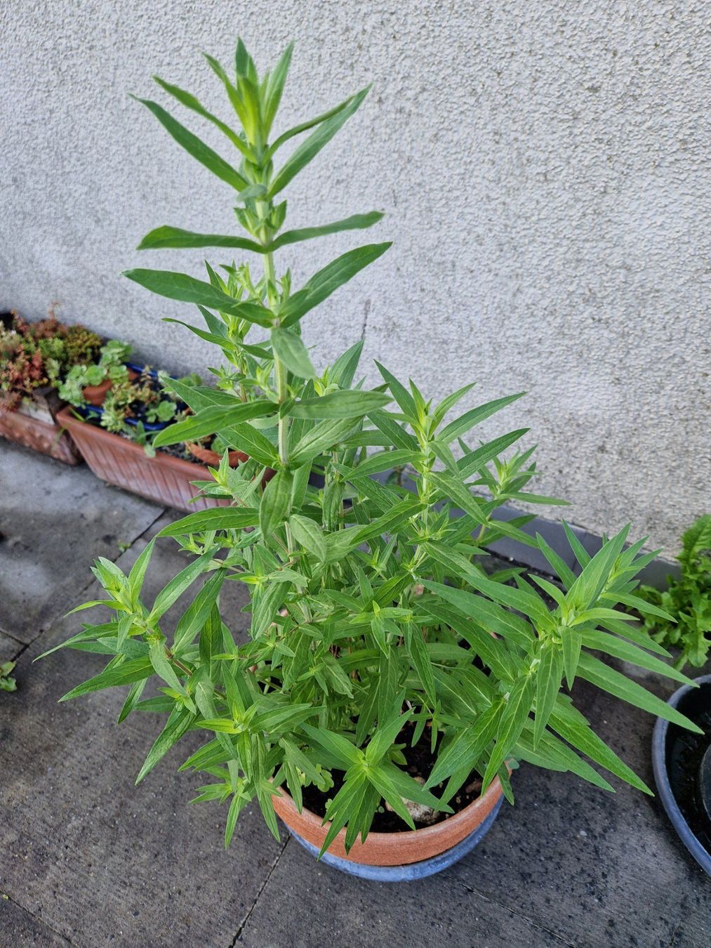 Piante & sementi: Balkon-/Gartenpflanze: Blutweiderich – Usato da Münchenbuchsee venduto da Aare22 1