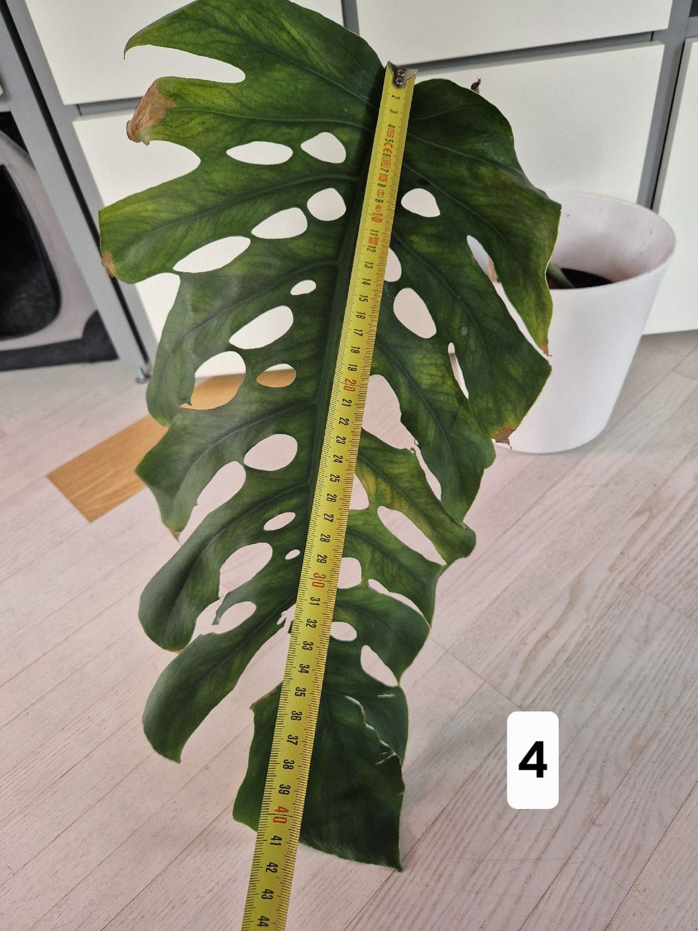 laurentii plant Buy Snake Plant Laurentii main image 0