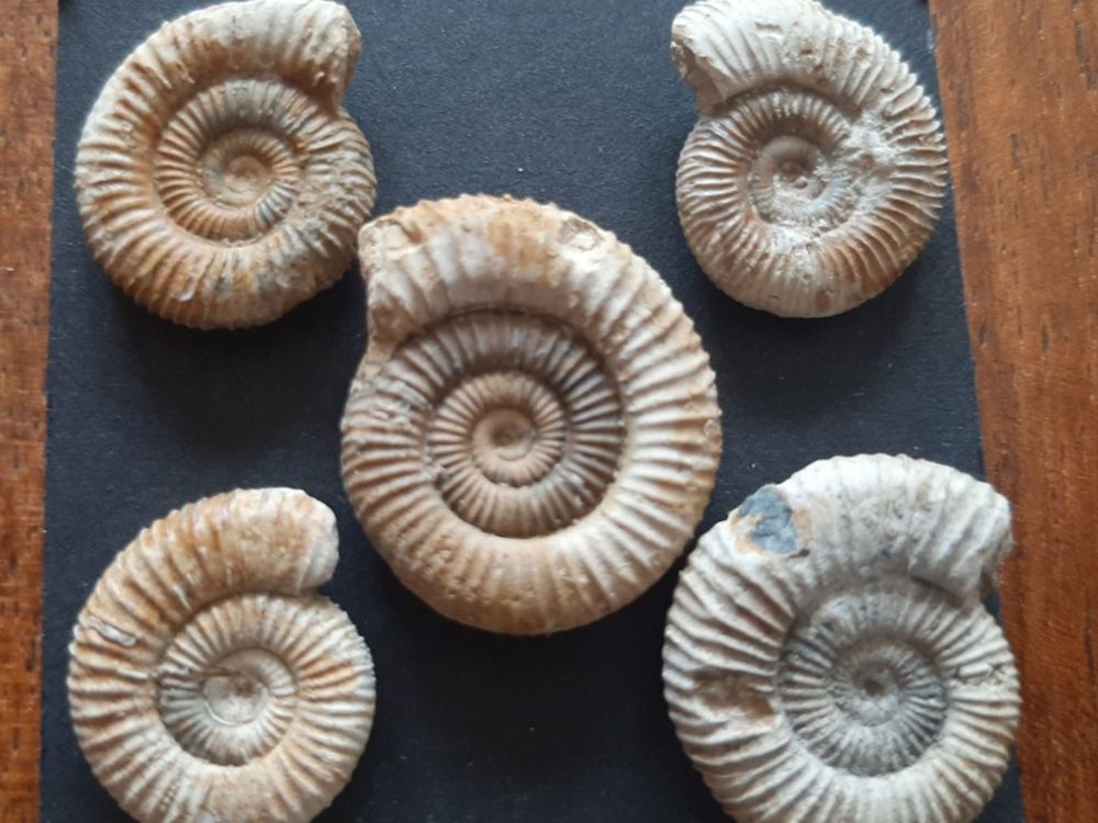Fossil Ammonit (Gebraucht) in Rickenbach BL für CHF 17 – mit Lieferung ...