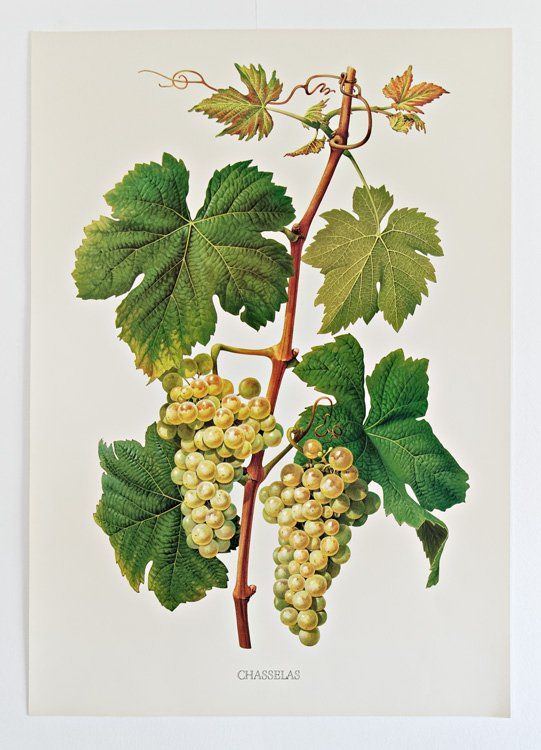 Livres: Cépages du vignoble suisse – D'occasion à Delémont par MaxPlan 6