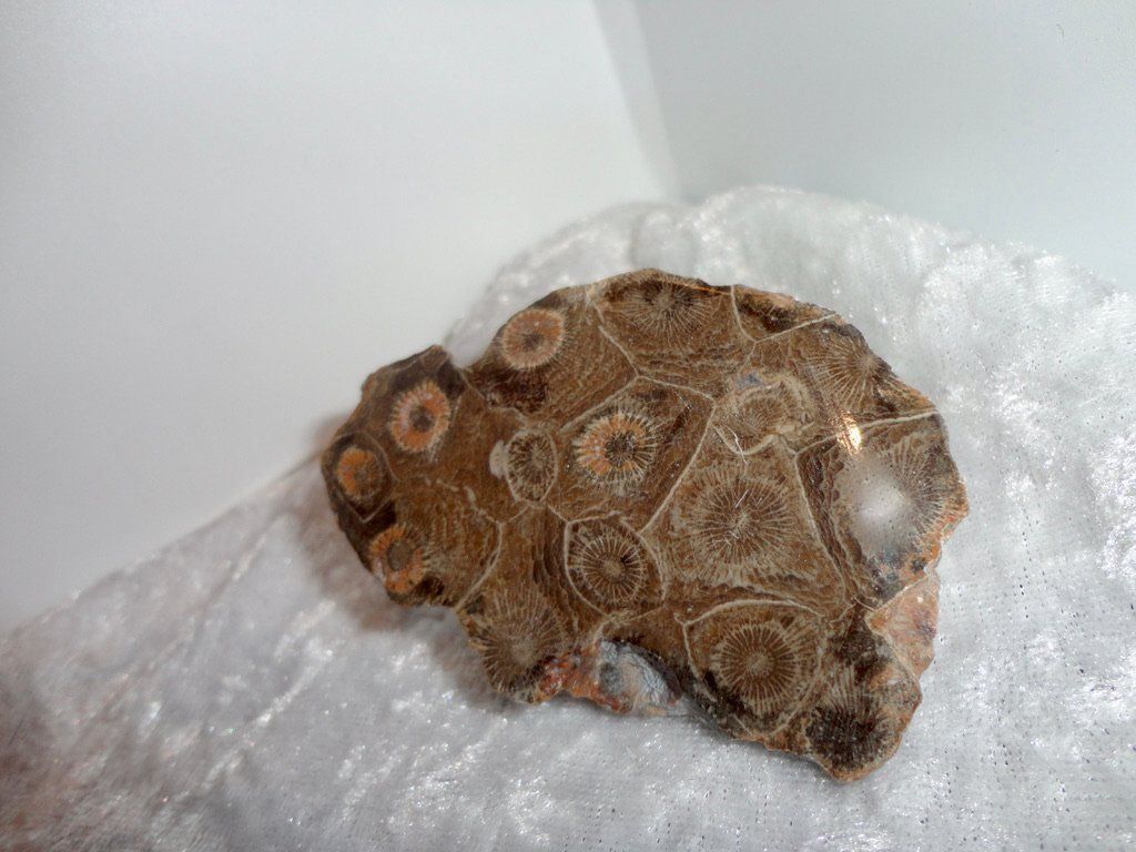 Mineralien & Heilsteine: Versteinerte Koralle – Neu (gemäss Beschreibung) aus Biberist von Steine 1