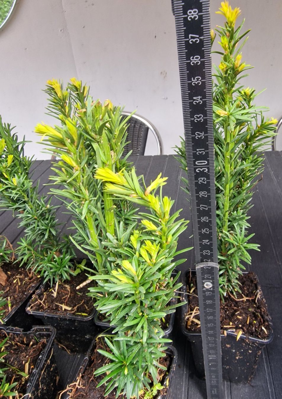 Pflanzen & Samen: Säuleneibe Taxus baccata Fastigiata Robusta Eibe – Gebraucht aus Uerkheim von Justi.y 5