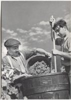 Landwirtschaft/Weinbau/Vendages 1940 mit Traubenfass VD/NE?
