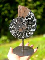 🖤🐚 Schwarzer Ammonit mit Quarz auf Stand – stilvoll 🖤