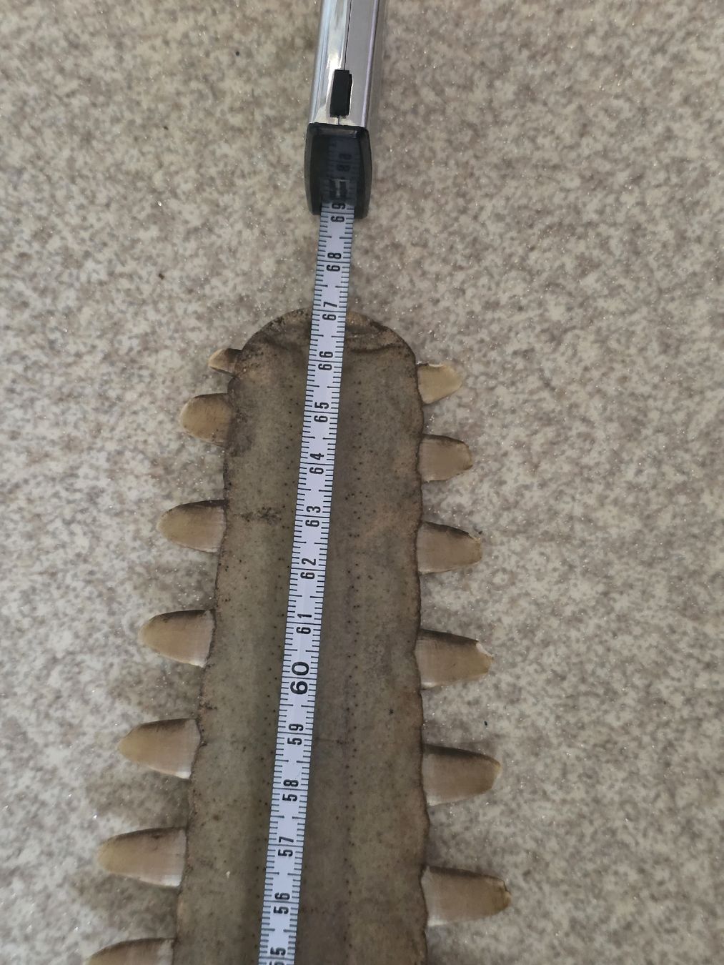 Fossili: Sägerochen Schwertfisch – Usato da Bern venduto da Kocholo 5