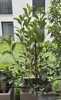 Glanzmispel Photinia