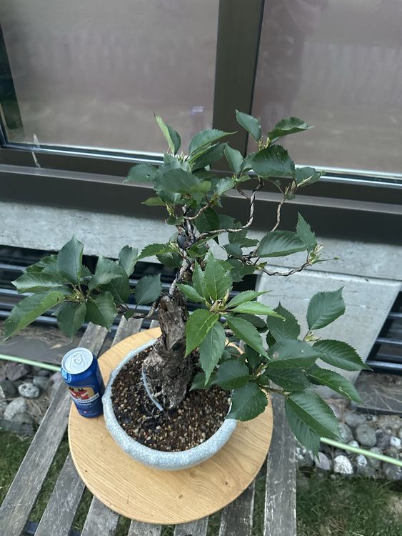 Prunus serulata / Japanische Bltenkirsche Bonsai (Neu (gemss  Beschreibung)) in Suhr fr CHF 185  nur Abholung auf Ricardo kaufen