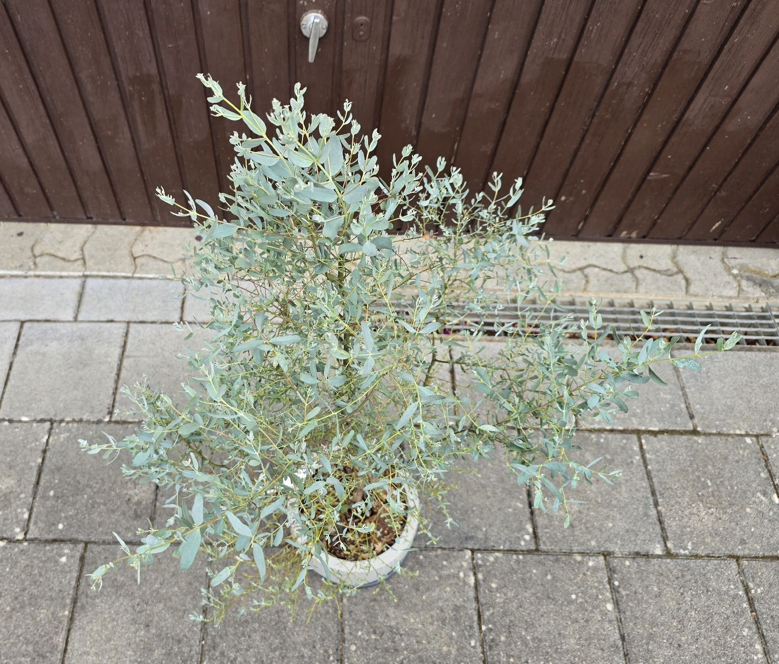 Piante & sementi:  Eukalyptus 'France blue ' – Usato da Aarburg venduto da popkorn65 1
