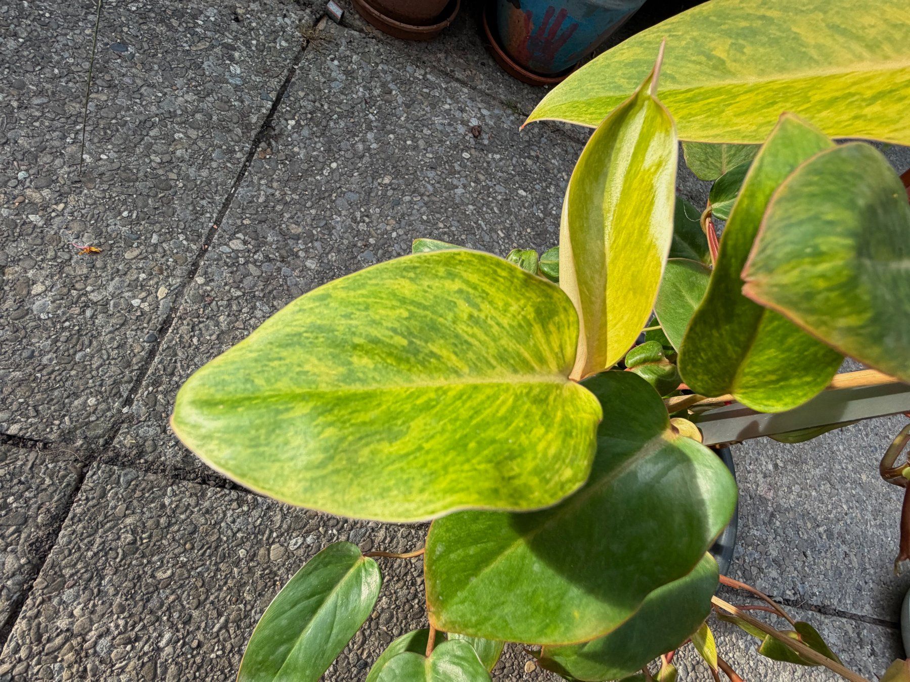 Pflanzen & Samen: Philodendron Painted Lady, mehrtriebig – Gebraucht aus Winterthur von Aniger 3
