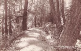 Les Mayens de Sion VS // Le Chemin du Grand Bisse