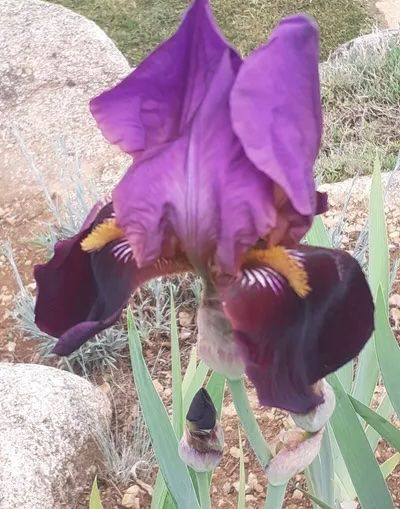 Plantes & graines: Iris 1 bulbe cameron – D'occasion à Lajoux JU par Briard0 1