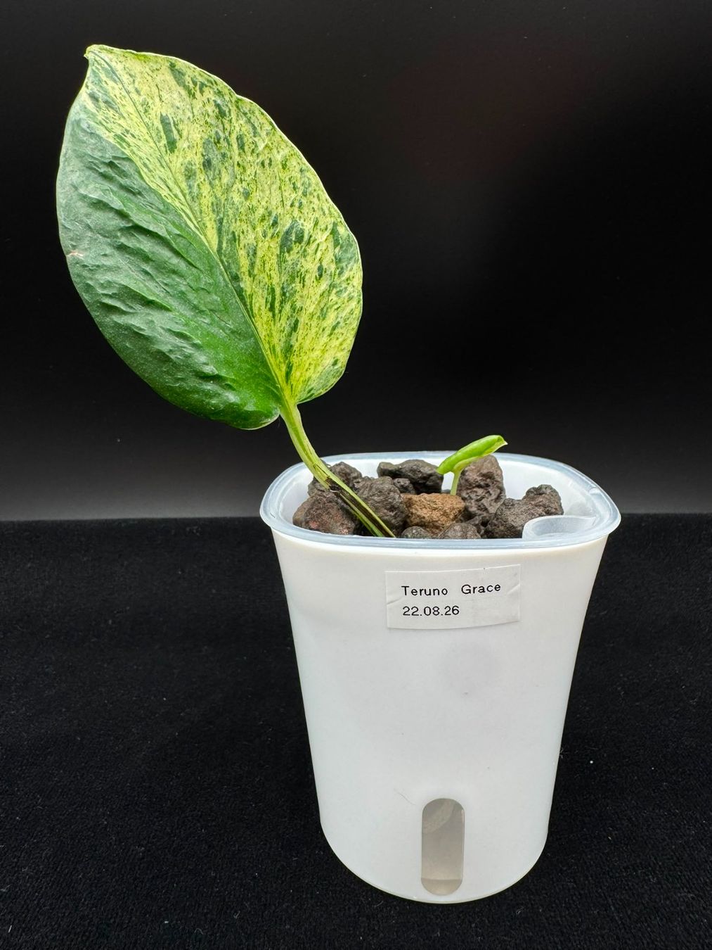 Piante & sementi: Epipremnum aureum 'Teruno Grace' in Semihydro – Nuovo (secondo la descrizione) da Bühler venduto da googelibear 5