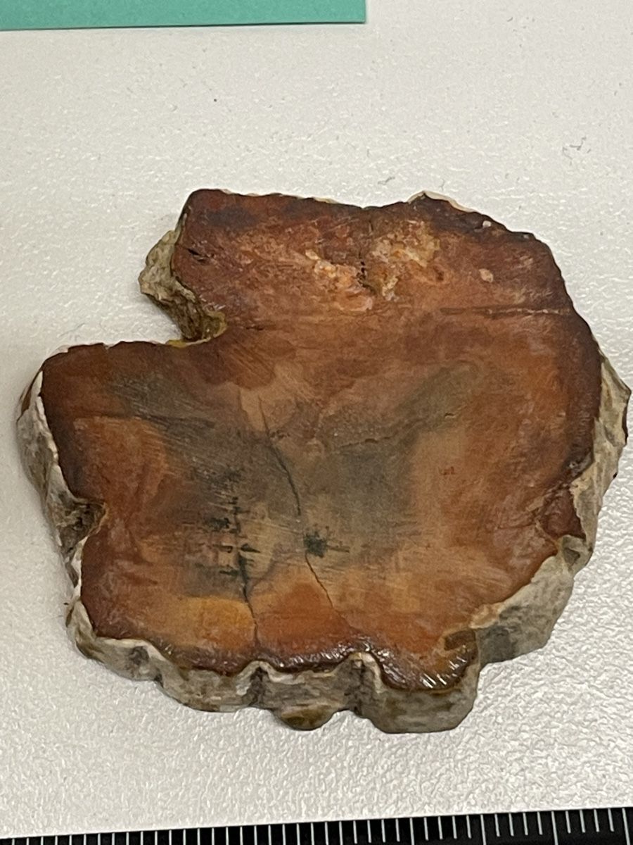 Minerali & Pietre curative: Heilstein / versteinertes Holz / Edelstein – Usato da Rümlang venduto da euqinom16 2