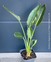 Strelitzia Reginae - 100cm - für Deinen Garten oder Balkon