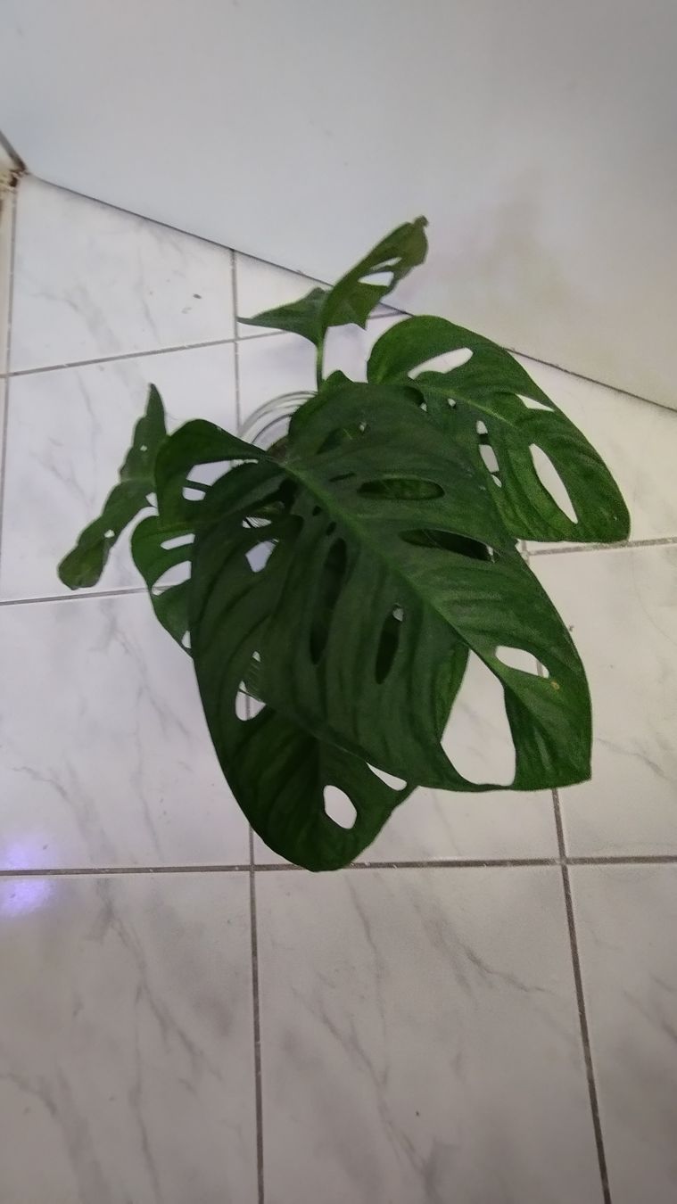Piante & sementi: Monstera Adansonii L size cutting – Nuovo (secondo la descrizione) da Zürich venduto da nik_2qzj 2