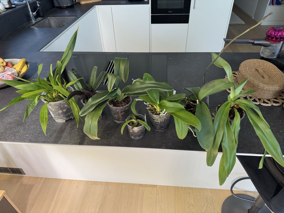 Pflanzen & Samen: Orchideen - Sammlung abzugeben – Gebraucht aus Teufen AR von Muffin97 1
