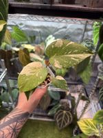 Monstera Starlight (Thai Constellation mutation) – Clone