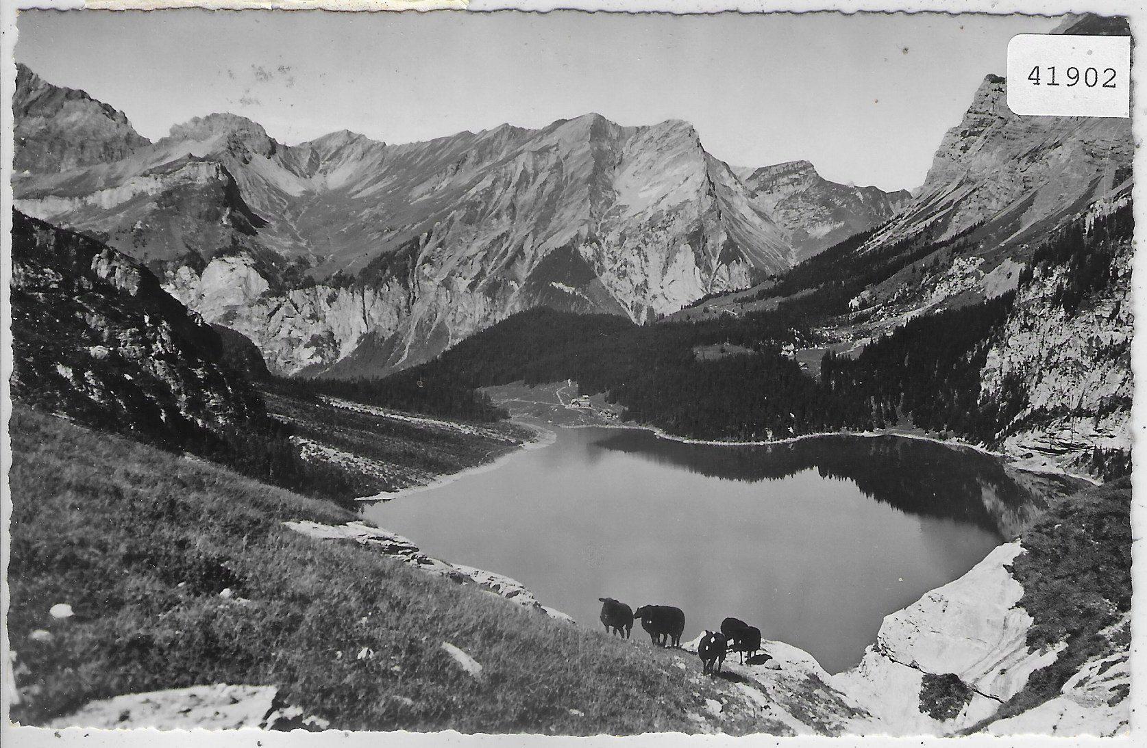 Cartes postales: Oeschinensee - Schafe – D'occasion à Ettingen par Kartenplanet