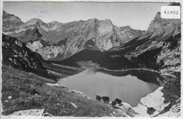 Oeschinensee - Schafe