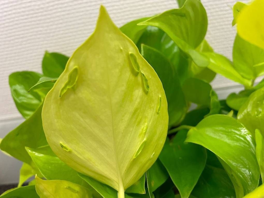 Piante & sementi: Epipremnum aureum 'Teruno Champs-Élysées' – Nuovo (secondo la descrizione) da Bühler venduto da googelibear 1