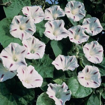 Piante & sementi: Prunkwinde 'Milky Way' - Ipomoea purpurea - 30 Samen – Nuovo e nell'imballaggio originale da Sumiswald venduto da Cham14559 3