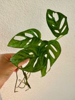 Monstera adansonii „monkey” top cutting 🌱🐒