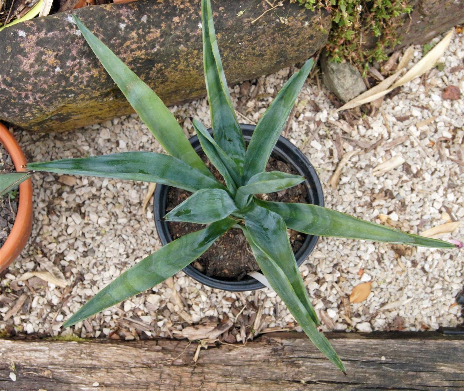 Piante & sementi: Agave sisalana - Sisalagave – Nuovo (secondo la descrizione) da Geroldswil venduto da botanicals 1