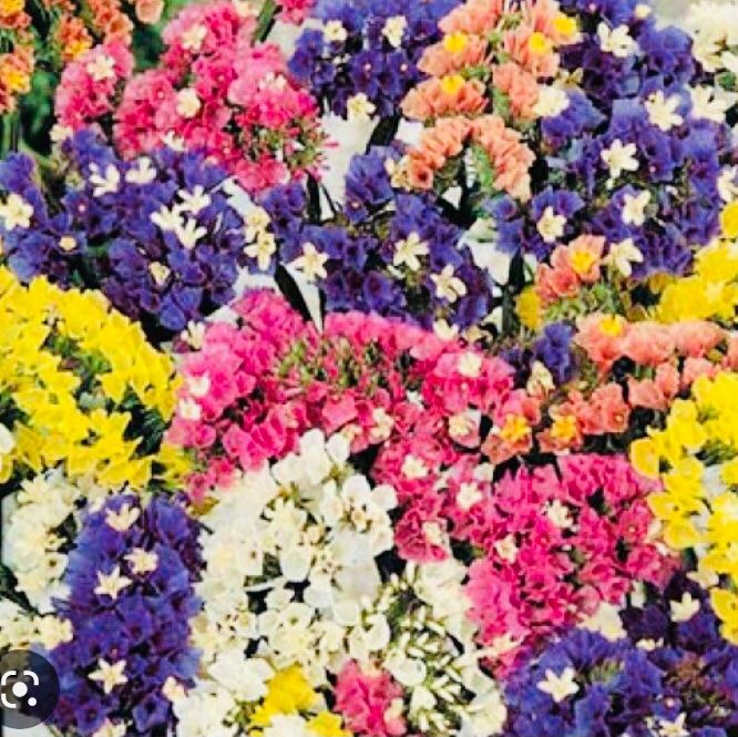 Piante & sementi: Ab 5.- fr 20 Samen Unsterbliche Blume: STATICE – Nuovo e nell'imballaggio originale da Rovio venduto da POSITIFFARTandPLANTS 6