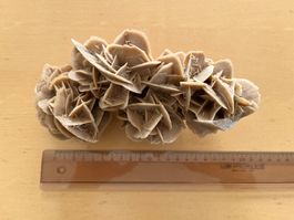 Wunderschöne Sandrose