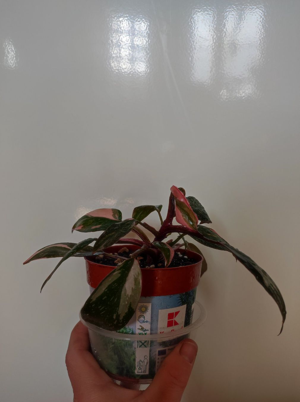 Piante & sementi: Philodendron pink princess – Usato da Hasliberg Hohfluh venduto da eva_9895 2