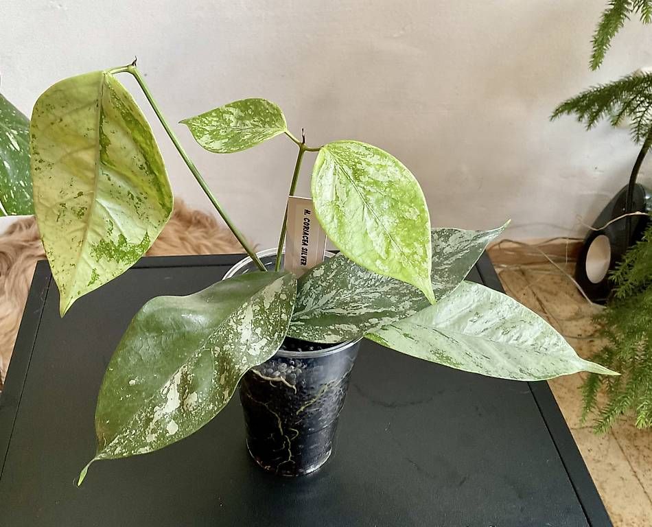 Piante & sementi: Hoya coriacea silver – Nuovo e nell'imballaggio originale da Schönholzerswilen venduto da Leavylounge