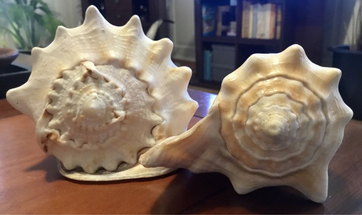 Fossilien: Muscheln – Gebraucht aus Schlieren von Jeajet
