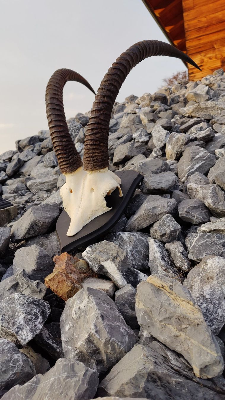Altre raccolte & rarità: Roan Antilope – Usato da Kaltbrunn venduto da Reimin85